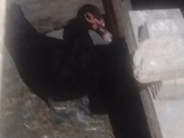 Ducks — Azerbaiyán