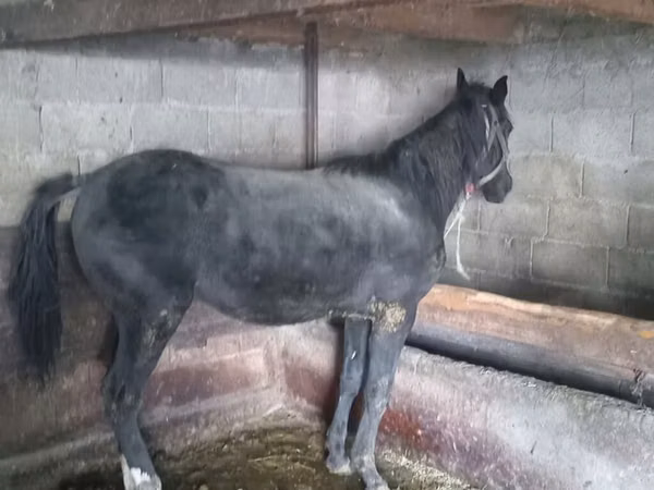 Horse (M), Horses
