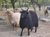 Brebis, Racka sheep — photo 3