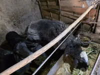 मेढ़ा, भेड़ — फ़ोटो 8