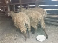 Ram, Sheep — photo 3
