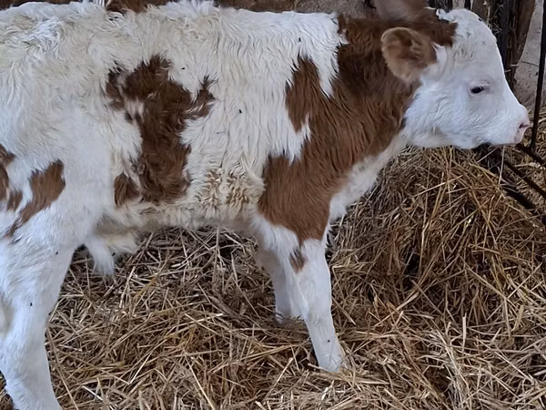 காளை, Simmental cattle