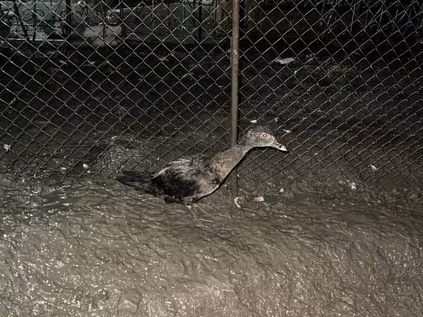 Evcil Misk ördeği