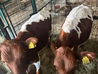 Bovins (lot, sexe non indiqué), Simmental cattle — photo 2