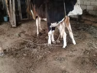 Kuh, Simmental cattle — Foto 3