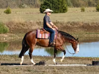 Айғыр, Quarter Horse — 3-сурет