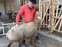 Bélier, Moutons — photo 4