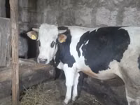 Taureau, Russian Black pied cattle — photo 2