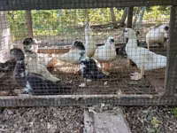 Ducks — Foto 4
