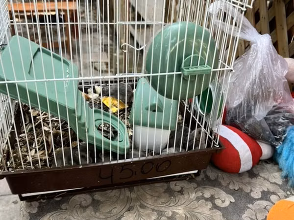 Hamster qəfəsi – tam dəst

15 ədədi qab qaşıg satıram