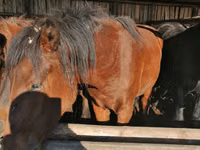 Horse (M), Kustanai horse — photo 4