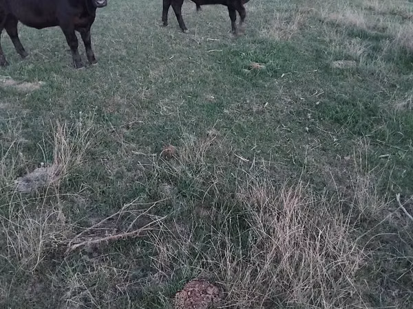母牛, Aberdeen-Angus