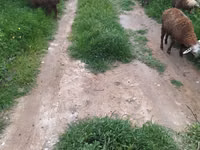 Brebis, Moutons — photo 7