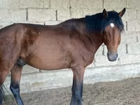 حصان, Anglo-Arabian — الصورة 2