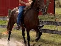Kobyła, Rocky Mountain Horse — zdjęcie 3