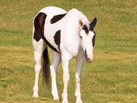 ცხენი, American paint horse — ფოტო 3