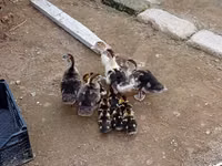 Ducks — ფოტო 1
