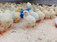 Chickens — photo 3