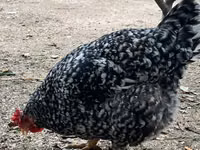 Chickens — ფოტო 7