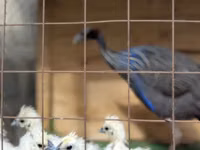 Guinea fowl — foto 2