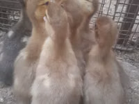 Ducks — zdjęcie 6