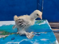 Brahma — foto 1