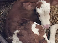 பசு, Charolais cattle — புகைப்படம் 7