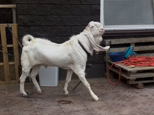 ஆண் வெள்ளாடு, Gulabi goats