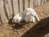 Koza, Nubian Goat — foto 2