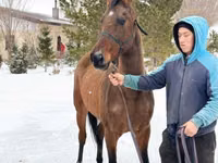 Stute, Akhal-Teke — Foto 3