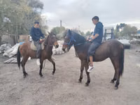 Aygır, Thoroughbred horse — foto 7