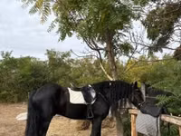 Айғыр, Friesian — 4-сурет