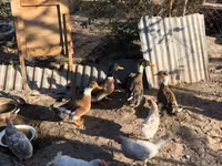 Ducks — Foto 1