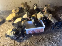 Ducks — foto 4