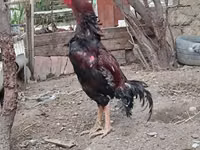 Chickens — Foto 3