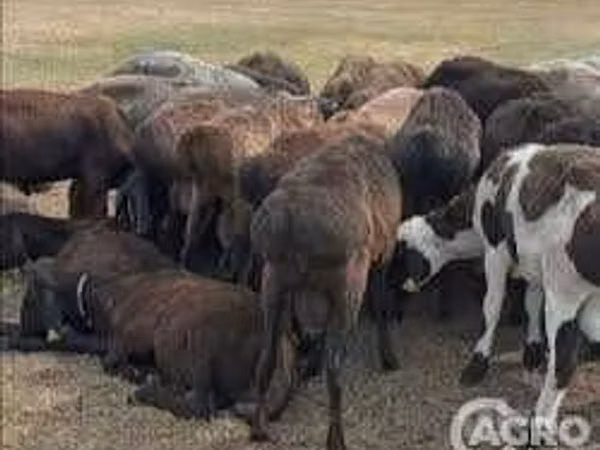 Moutons (lot, sexe non indiqué), Karakul sheep