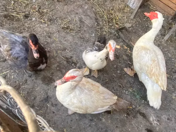Ducks — Armaniston