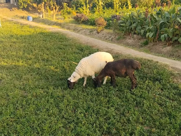 Carneiro, Ovelhas