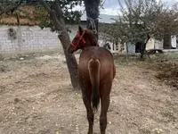 ცხენი, ცხენები — ფოტო 4