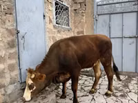 Sigir, Simmental cattle — 4-rasm