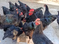 Australorp — photo 8