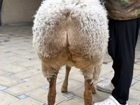 Owca, Awassi sheep — zdjęcie 6
