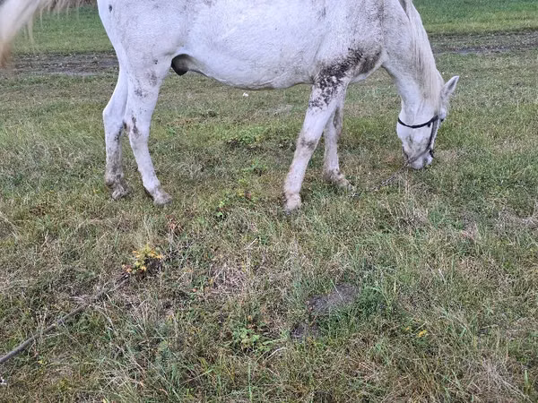 Cheval, Chevaux