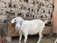 Cabra, Saanen goat — foto 5