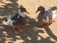 Ducks — zdjęcie 3
