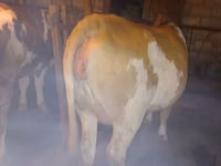 ძროხა, Simmental cattle — ფოტო 3