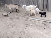 Cabra, Cabras — foto 1