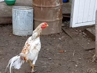 Chickens — الصورة 4