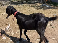 عنزة, Kamori goats — الصورة 3