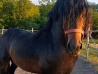 Caballo, Hungarian horse breed — foto 1